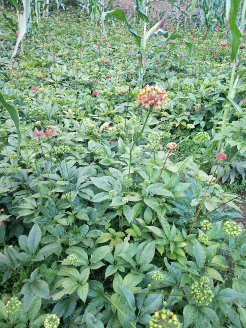 竹节参种子竹节参种子量大优惠提供种植技术