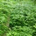 竹节参种子竹节参种子量大优惠提供种植技术