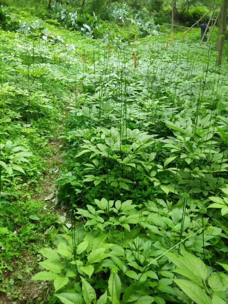 竹节参种子竹节参种子量大优惠提供种植技术
