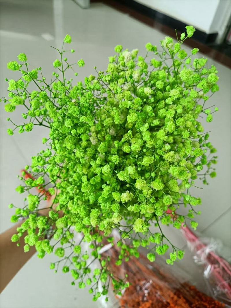 满天星干花