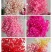 满天星干花