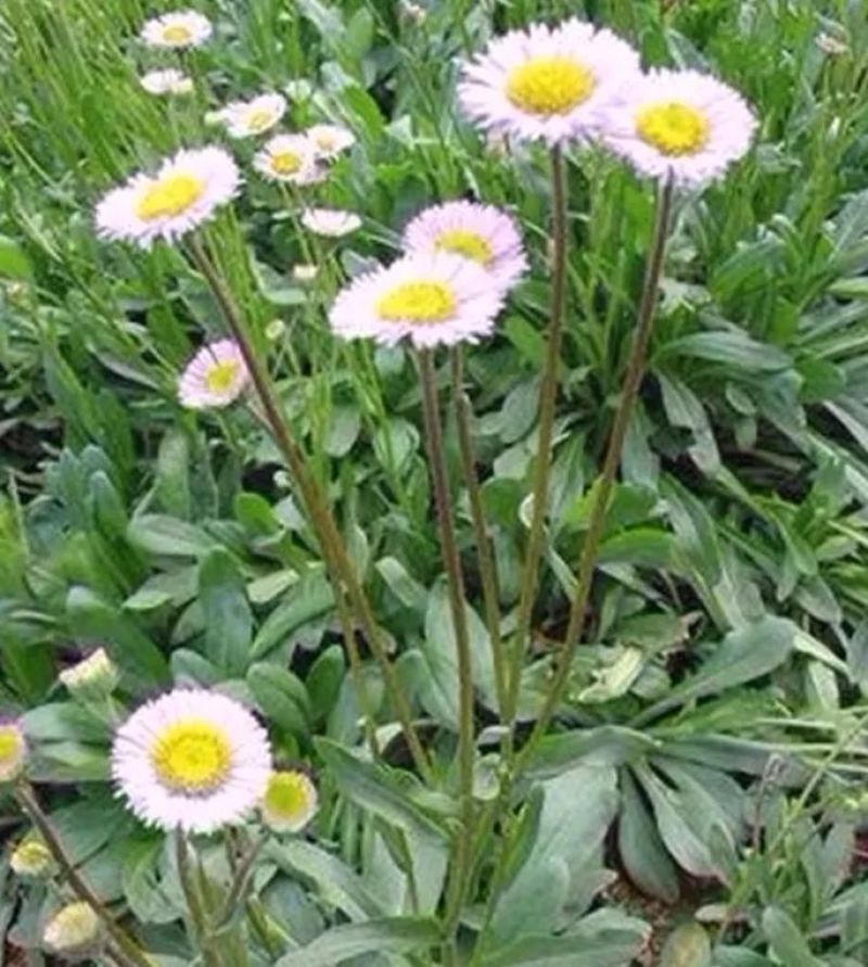 云南药材灯盏花种子灯盏细辛种子灯盏花灯盏细辛种子
