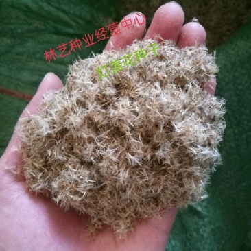 云南药材灯盏花种子灯盏细辛种子灯盏花灯盏细辛种子