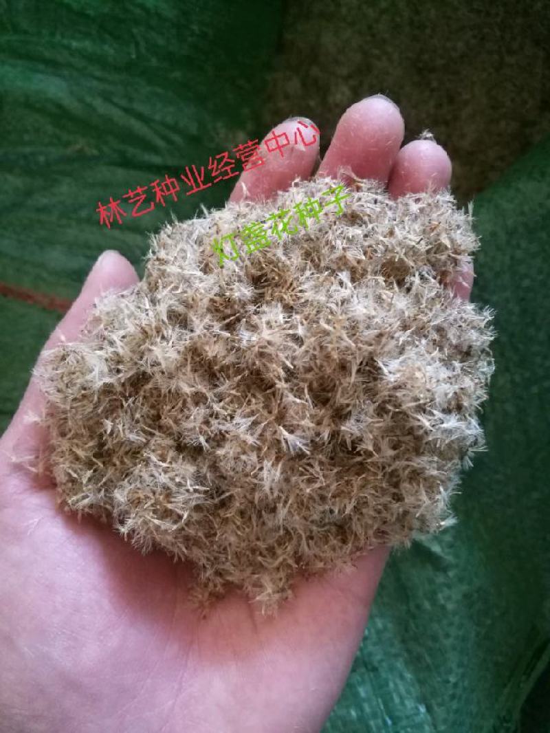 云南药材灯盏花种子灯盏细辛种子灯盏花灯盏细辛种子