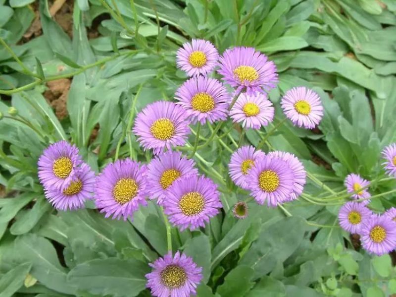 云南药材灯盏花种子灯盏细辛种子灯盏花灯盏细辛种子