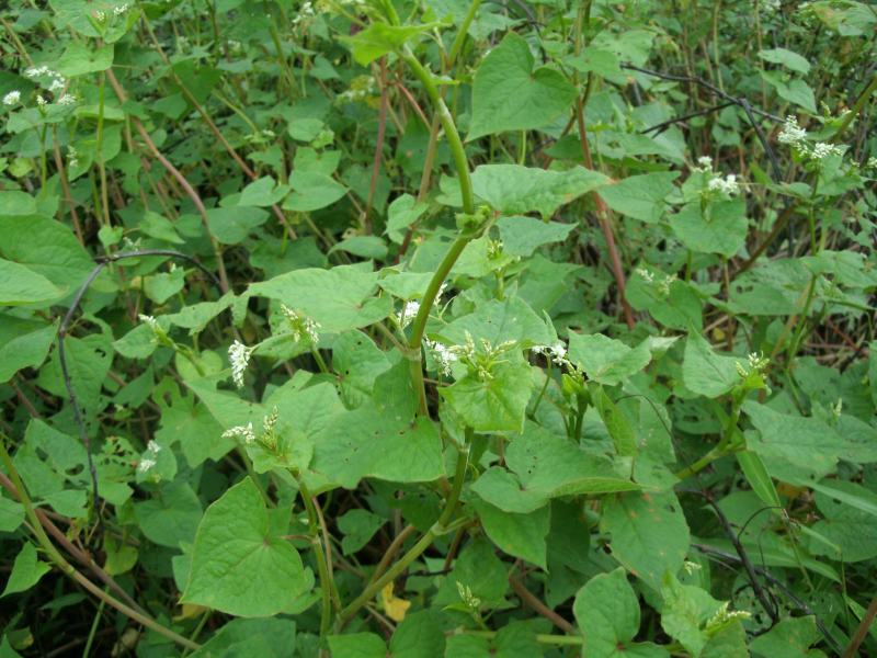 金荞麦种子荞麦三七种子有机蔬菜野菜嫩茎叶做菜中草药材