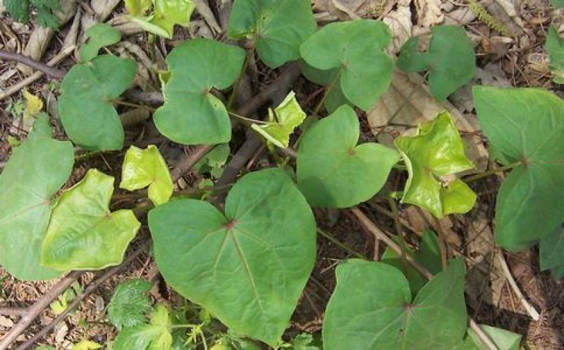金荞麦种子荞麦三七种子有机蔬菜野菜嫩茎叶做菜中草药材