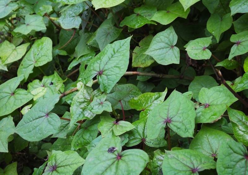 金荞麦种子荞麦三七种子有机蔬菜野菜嫩茎叶做菜中草药材