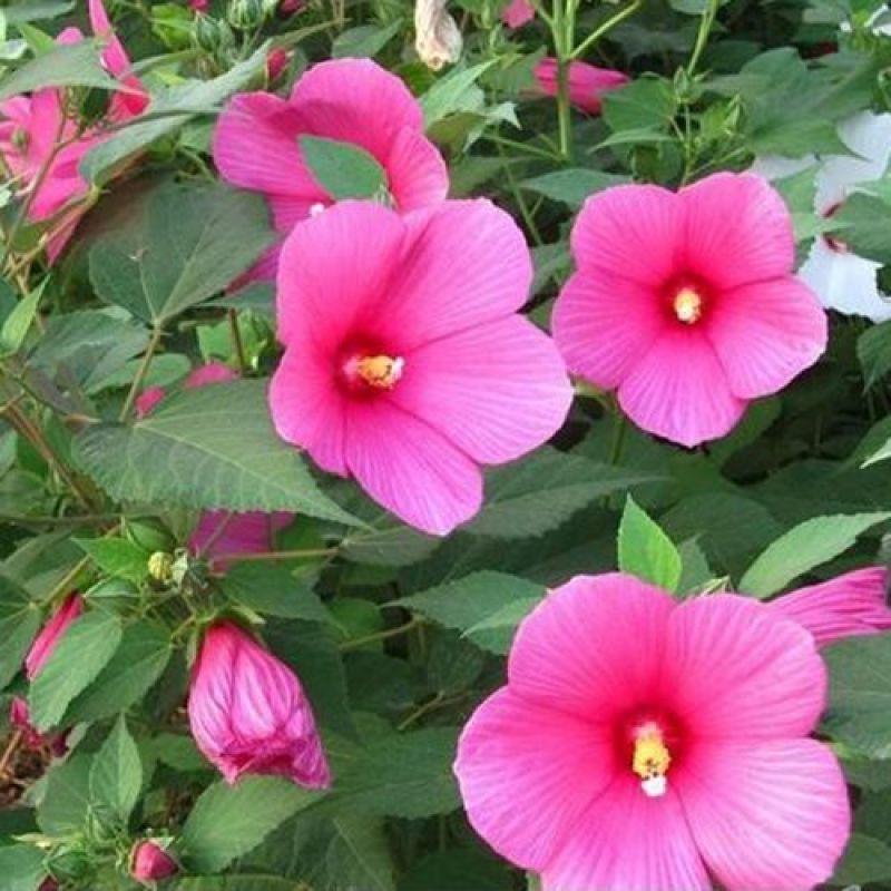 美丽花葵种子庭院阳台盆栽锦葵种籽春播夏开花
