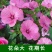 美丽花葵种子庭院阳台盆栽锦葵种籽春播夏开花