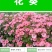 美丽花葵种子庭院阳台盆栽锦葵种籽春播夏开花