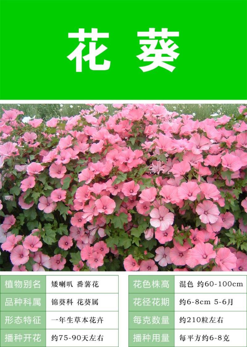 美丽花葵种子庭院阳台盆栽锦葵种籽春播夏开花