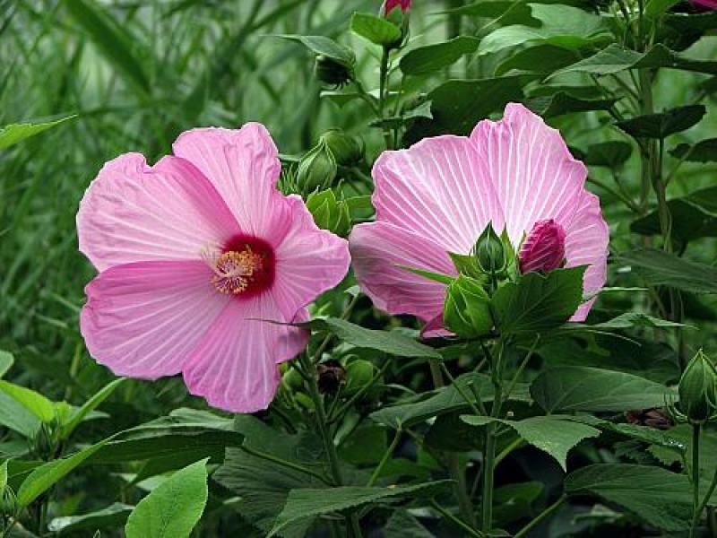 美丽花葵种子庭院阳台盆栽锦葵种籽春播夏开花