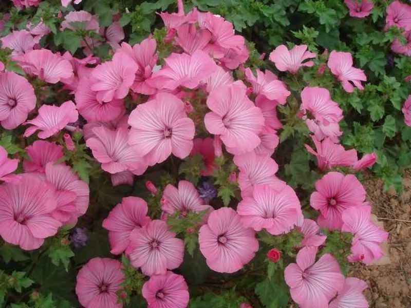 美丽花葵种子庭院阳台盆栽锦葵种籽春播夏开花