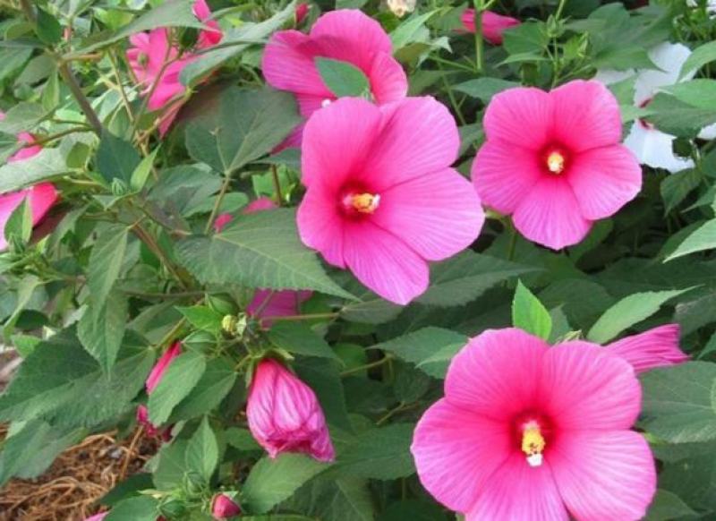 美丽花葵种子庭院阳台盆栽锦葵种籽春播夏开花