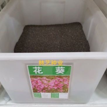 美丽花葵种子庭院阳台盆栽锦葵种籽春播夏开花