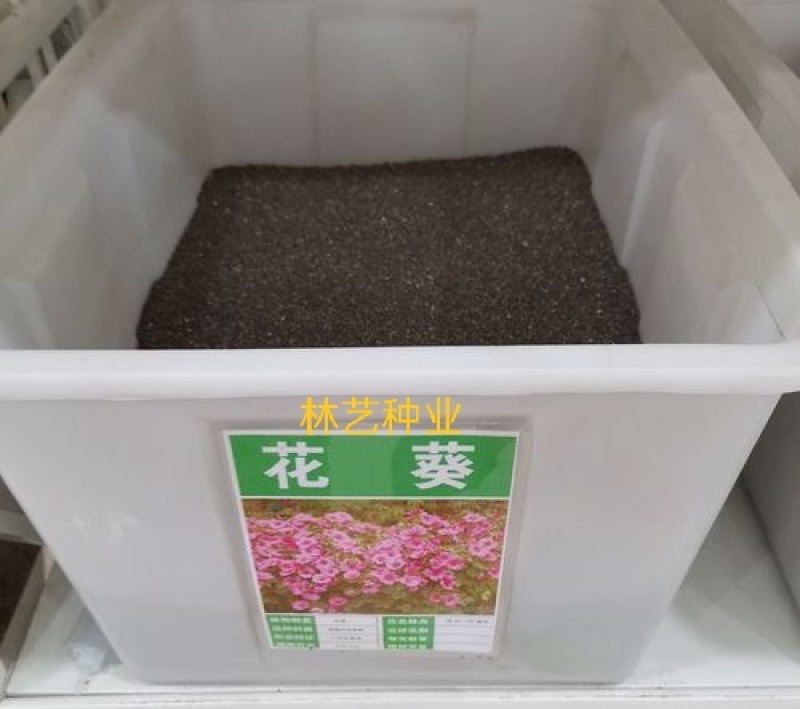 美丽花葵种子庭院阳台盆栽锦葵种籽春播夏开花