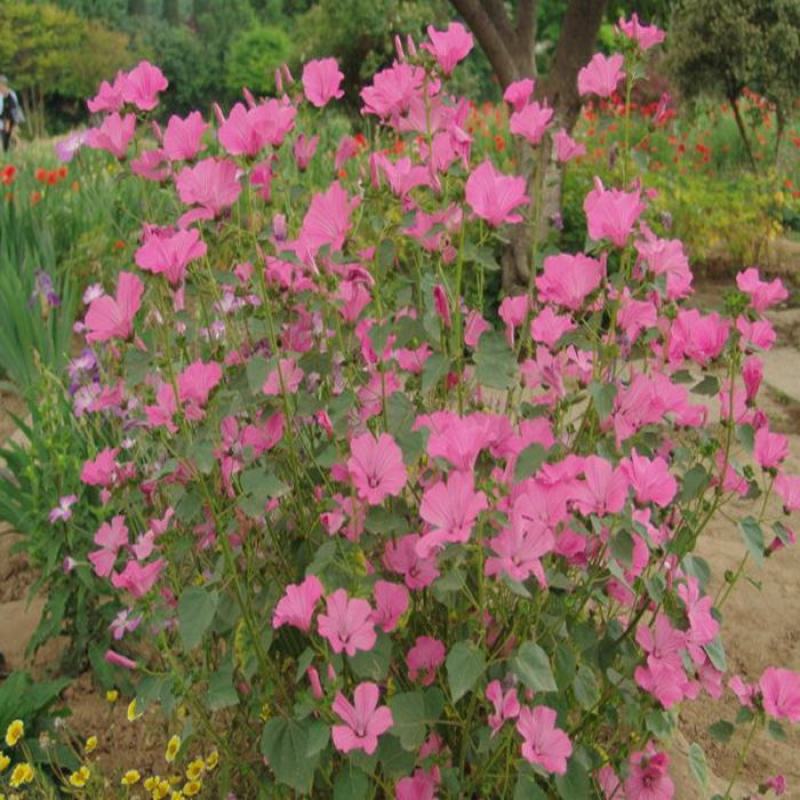 美丽花葵种子庭院阳台盆栽锦葵种籽春播夏开花