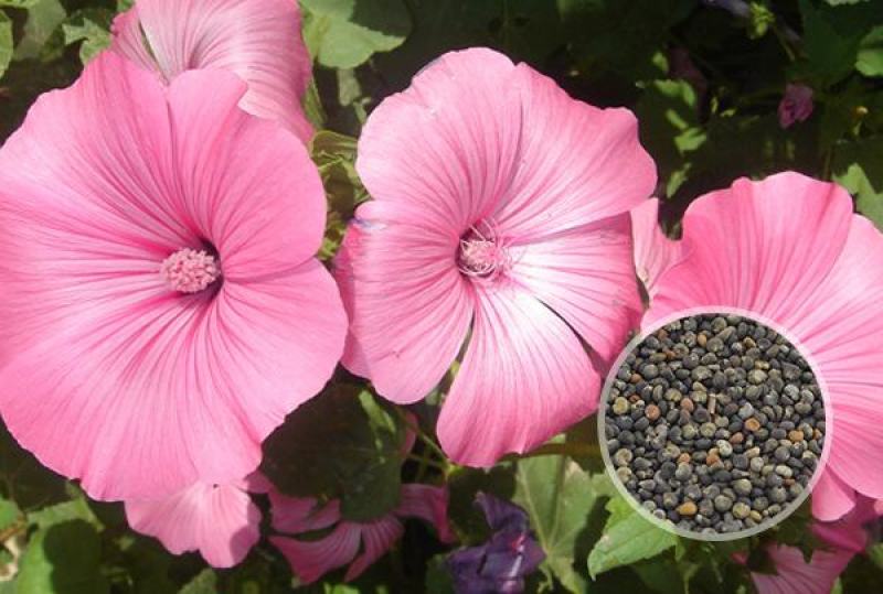 美丽花葵种子庭院阳台盆栽锦葵种籽春播夏开花