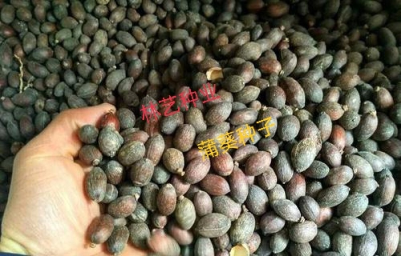 蒲葵种子扇叶葵葵扇木棕榈树种子葵竹铁力木