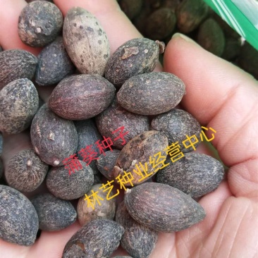 蒲葵种子扇叶葵葵扇木棕榈树种子葵竹铁力木