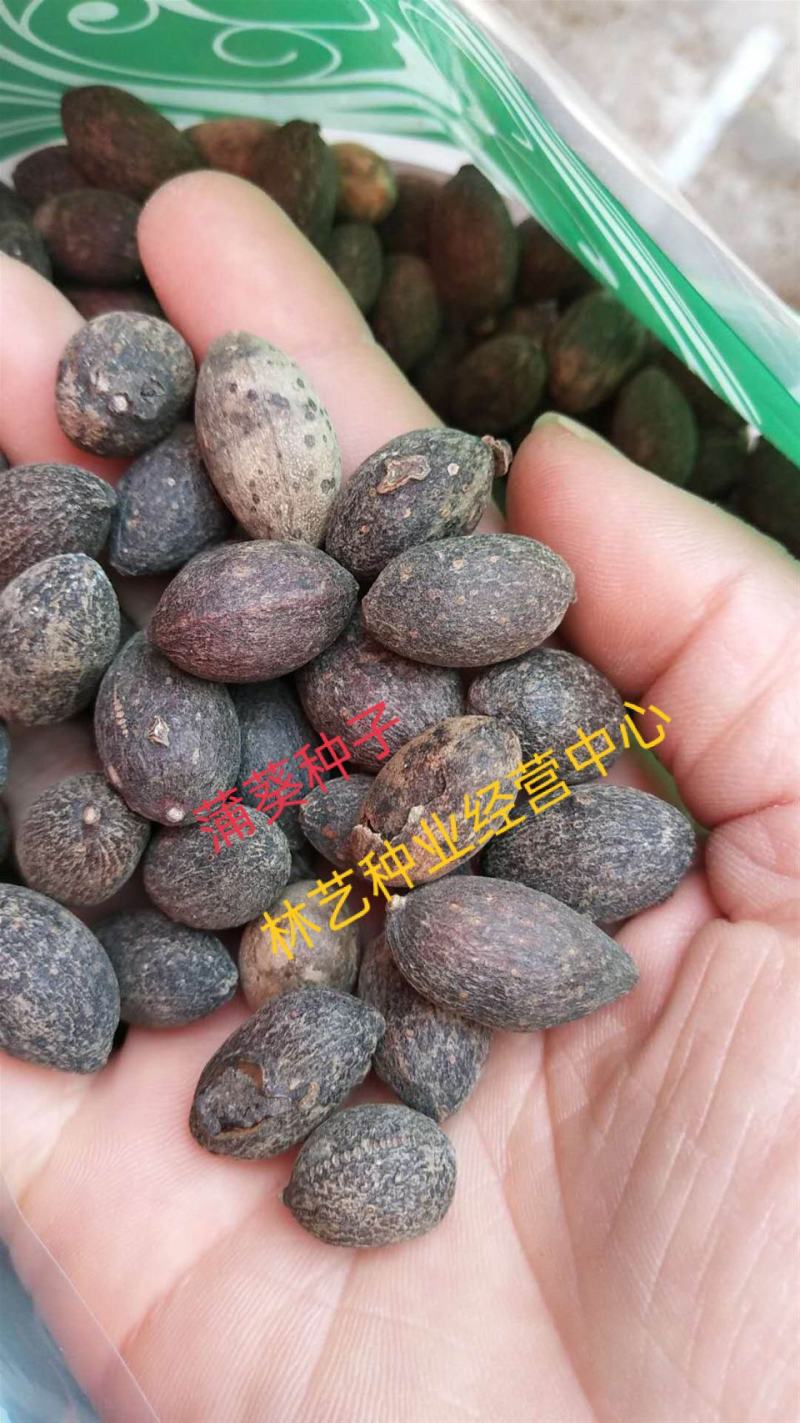 蒲葵种子扇叶葵葵扇木棕榈树种子葵竹铁力木