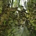 蒲葵种子扇叶葵葵扇木棕榈树种子葵竹铁力木