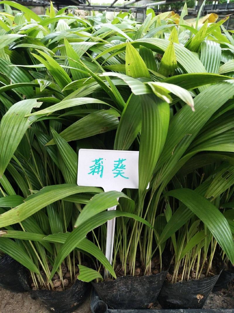 蒲葵种子扇叶葵葵扇木棕榈树种子葵竹铁力木