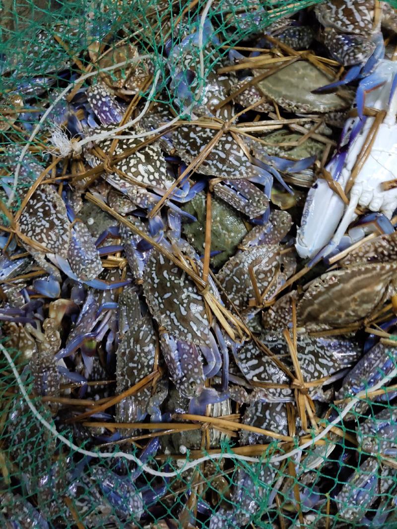 广西北海兰花蟹（非越南货，非钦州货）肉质肥美，生猛耐养