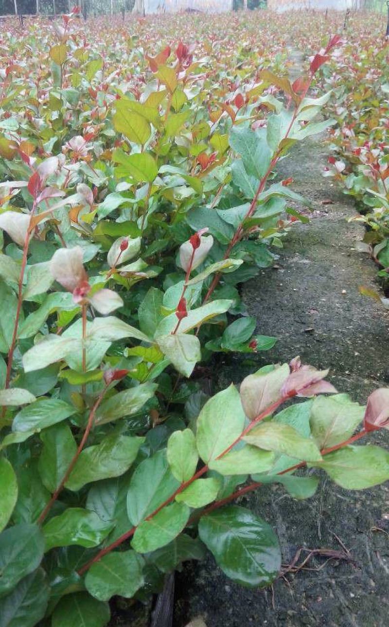 紫薇树苗别墅庭院绿化植物红花紫薇花苗四季花卉风景