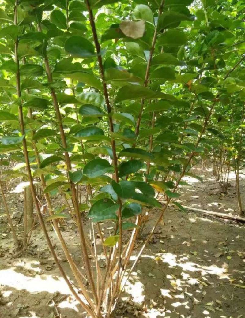 紫薇树苗别墅庭院绿化植物红花紫薇花苗四季花卉风景