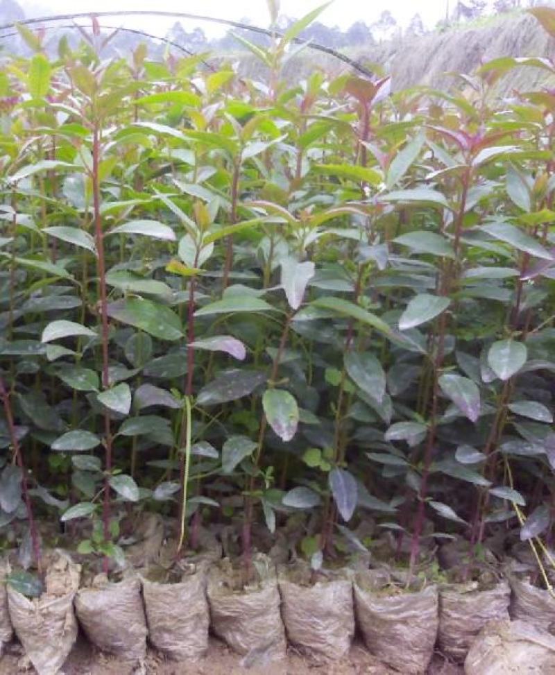 紫薇树苗别墅庭院绿化植物红花紫薇花苗四季花卉风景