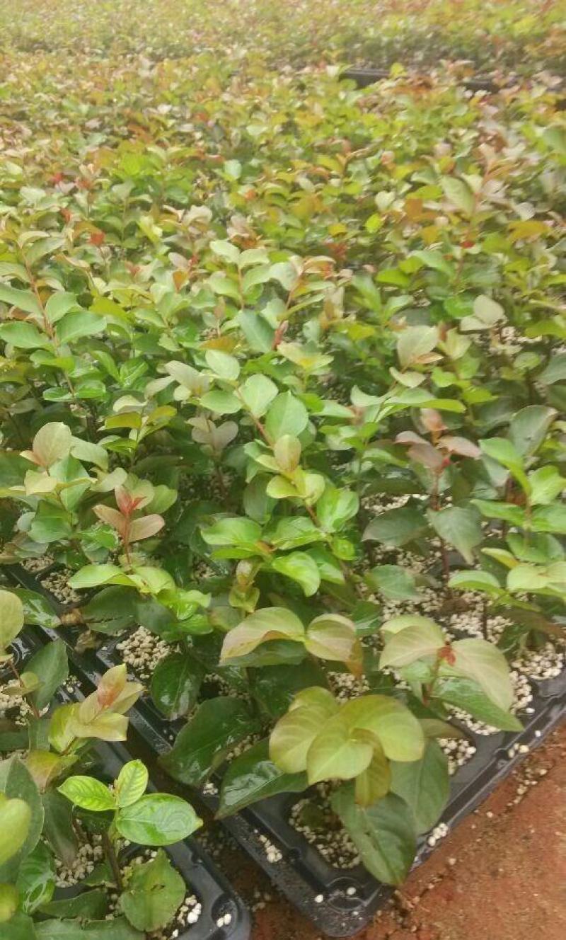 紫薇树苗别墅庭院绿化植物红花紫薇花苗四季花卉风景