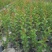 紫薇树苗别墅庭院绿化植物红花紫薇花苗四季花卉风景