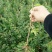 紫薇树苗别墅庭院绿化植物红花紫薇花苗四季花卉风景