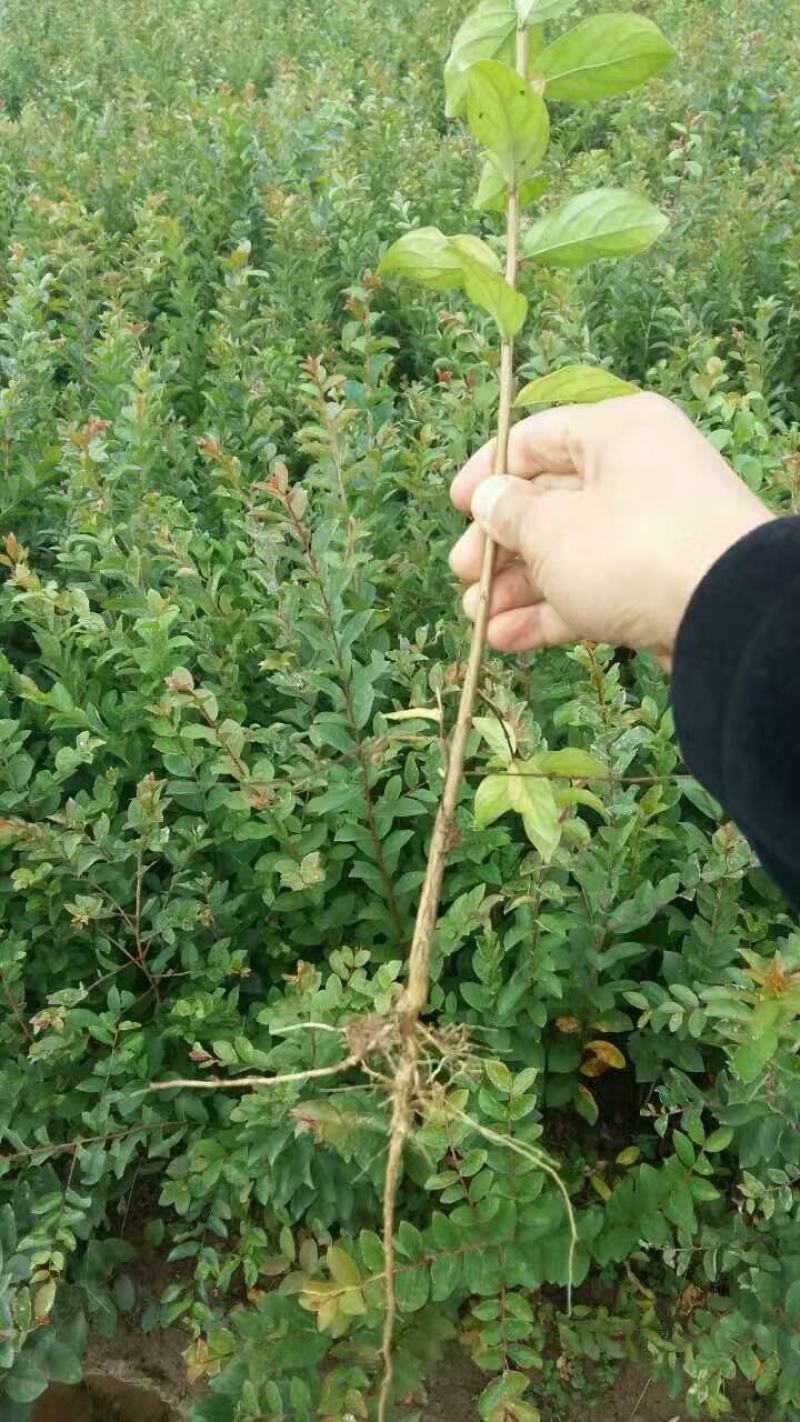 紫薇树苗别墅庭院绿化植物红花紫薇花苗四季花卉风景