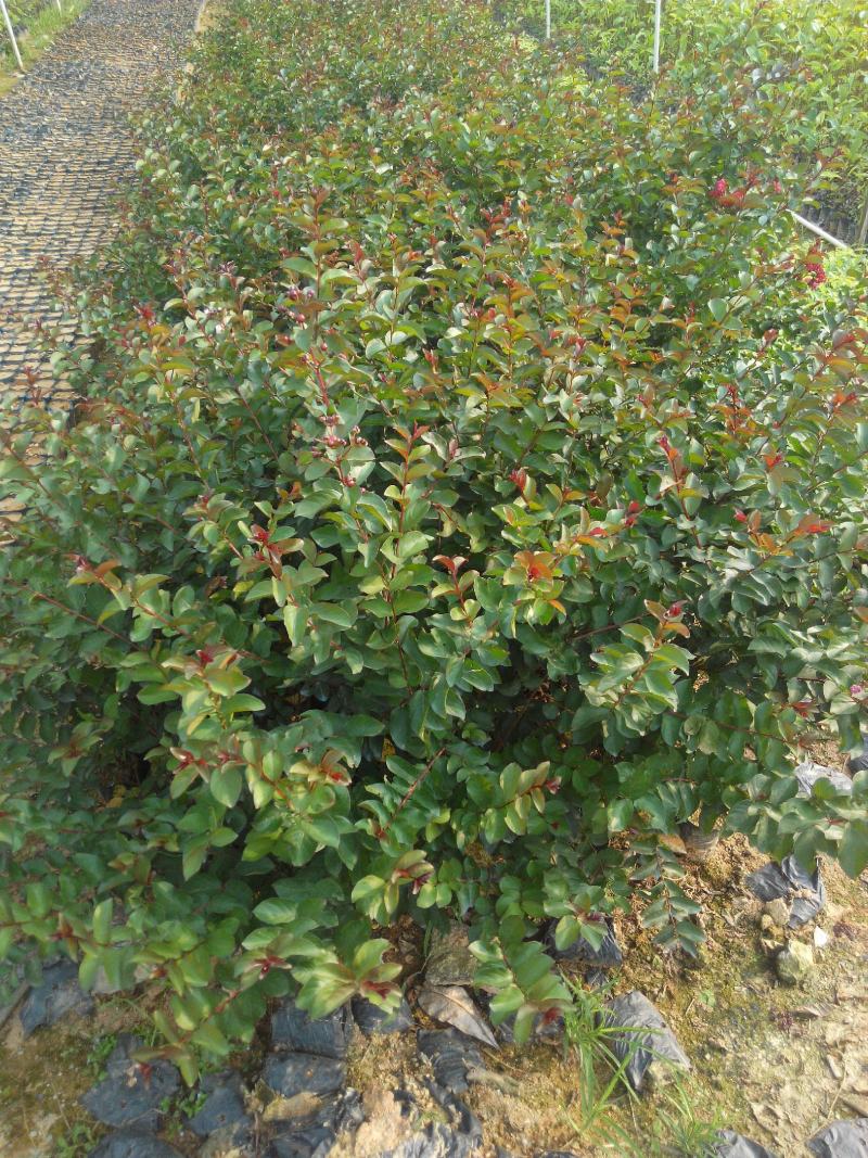 紫薇树苗别墅庭院绿化植物红花紫薇花苗四季花卉风景