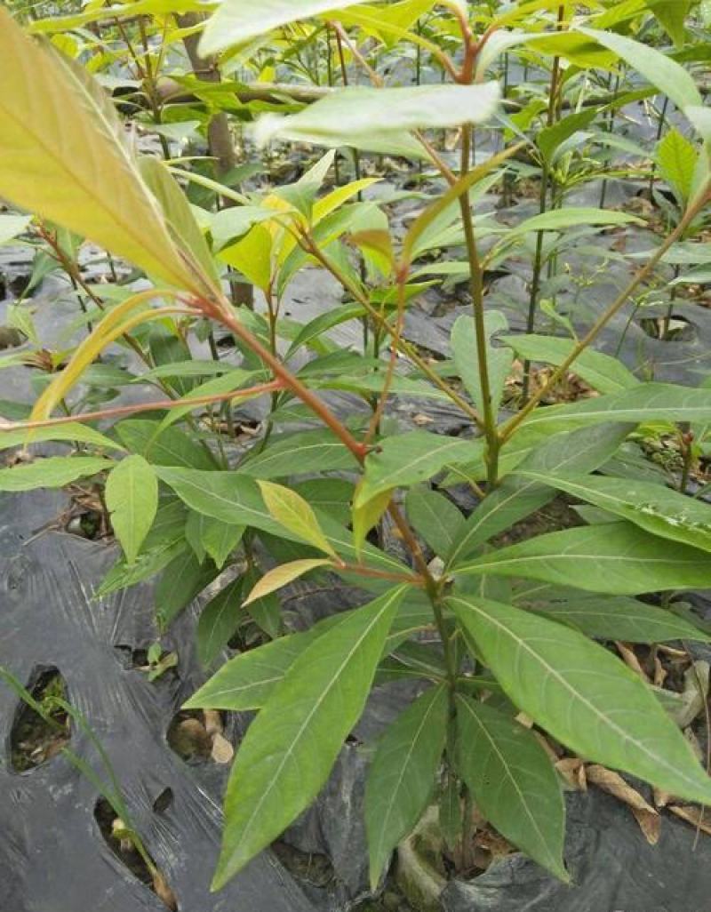 金丝楠木苗庭院种植正宗金丝楠树苗珍贵名木小叶桢楠苗