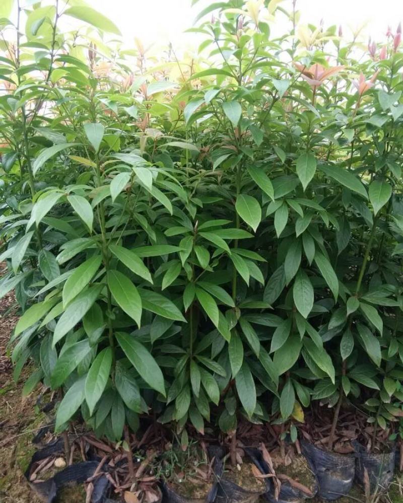 金丝楠木苗庭院种植正宗金丝楠树苗珍贵名木小叶桢楠苗