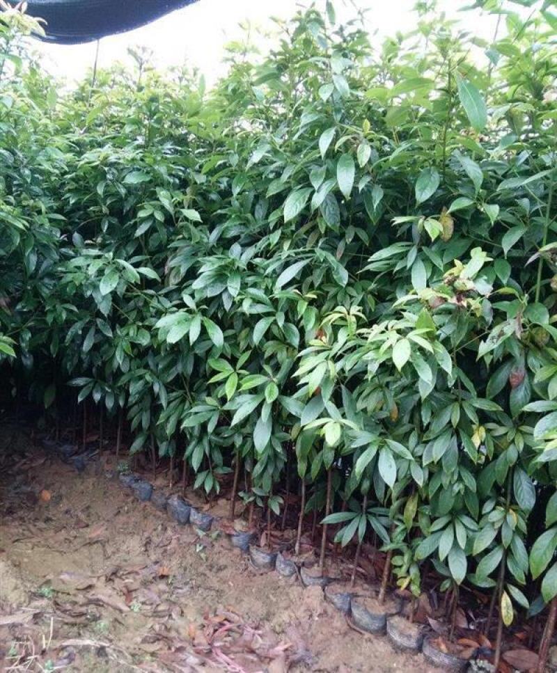 金丝楠木苗庭院种植正宗金丝楠树苗珍贵名木小叶桢楠苗