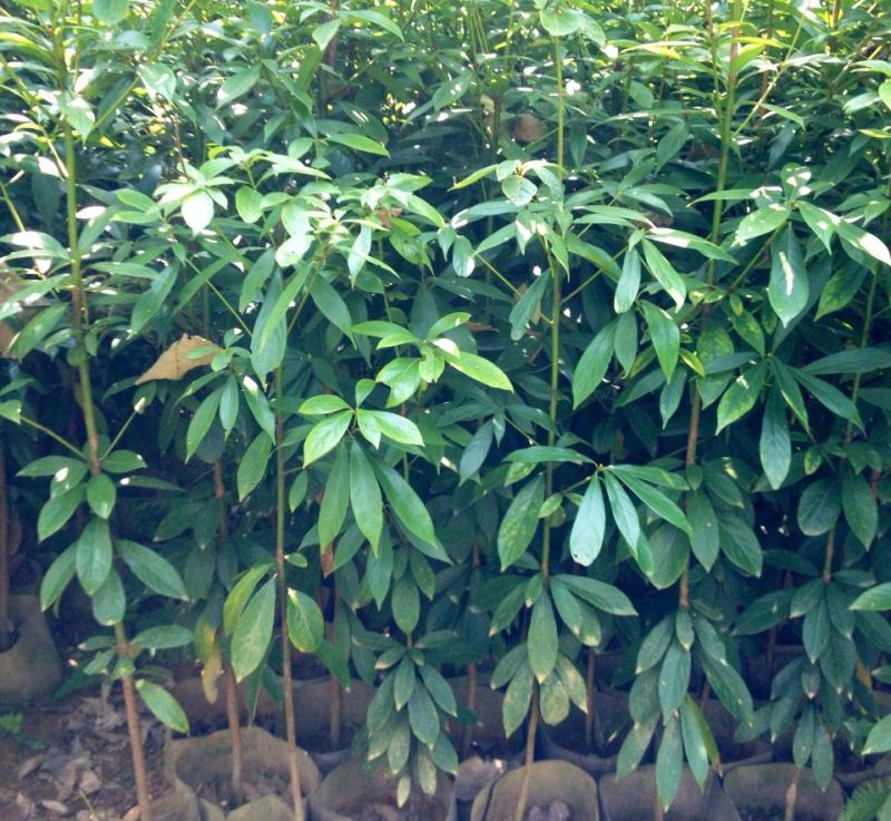 金丝楠木苗庭院种植正宗金丝楠树苗珍贵名木小叶桢楠苗