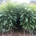 金丝楠木苗庭院种植正宗金丝楠树苗珍贵名木小叶桢楠苗