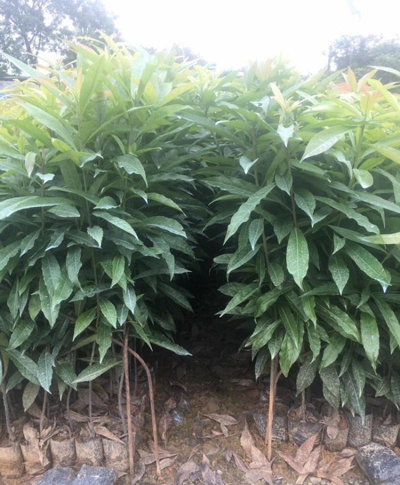 金丝楠木苗庭院种植正宗金丝楠树苗珍贵名木小叶桢楠苗