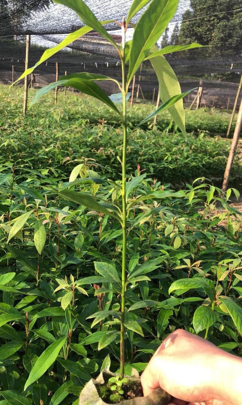 金丝楠木苗庭院种植正宗金丝楠树苗珍贵名木小叶桢楠苗