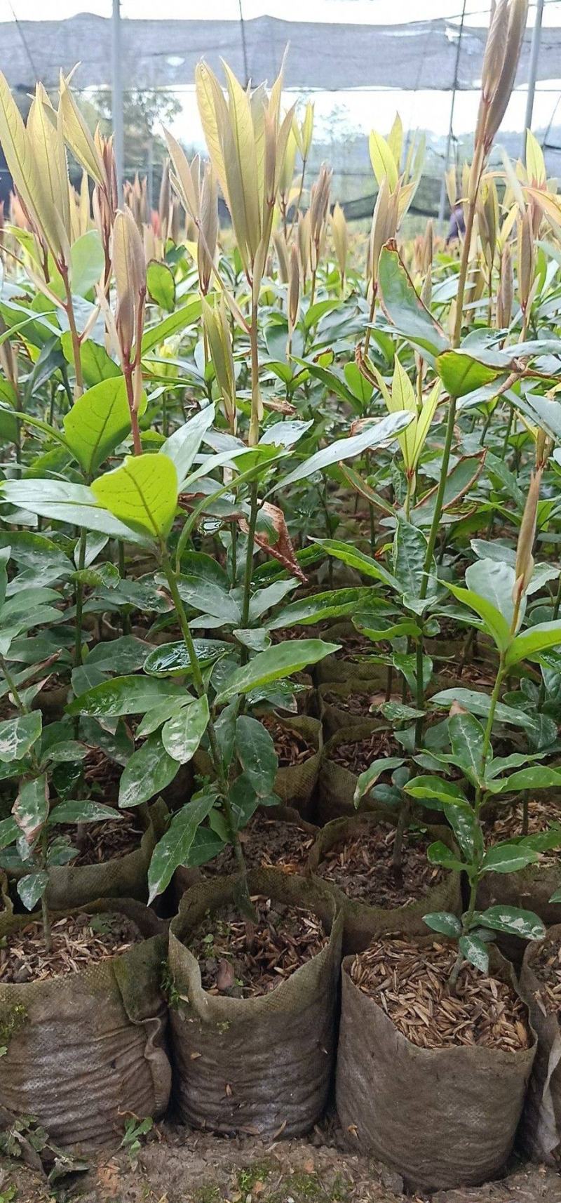 金丝楠木苗庭院种植正宗金丝楠树苗珍贵名木小叶桢楠苗