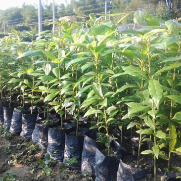 金丝楠木苗庭院种植正宗金丝楠树苗珍贵名木小叶桢楠苗