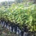 金丝楠木苗庭院种植正宗金丝楠树苗珍贵名木小叶桢楠苗