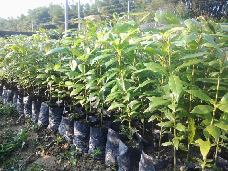 金丝楠木苗庭院种植正宗金丝楠树苗珍贵名木小叶桢楠苗
