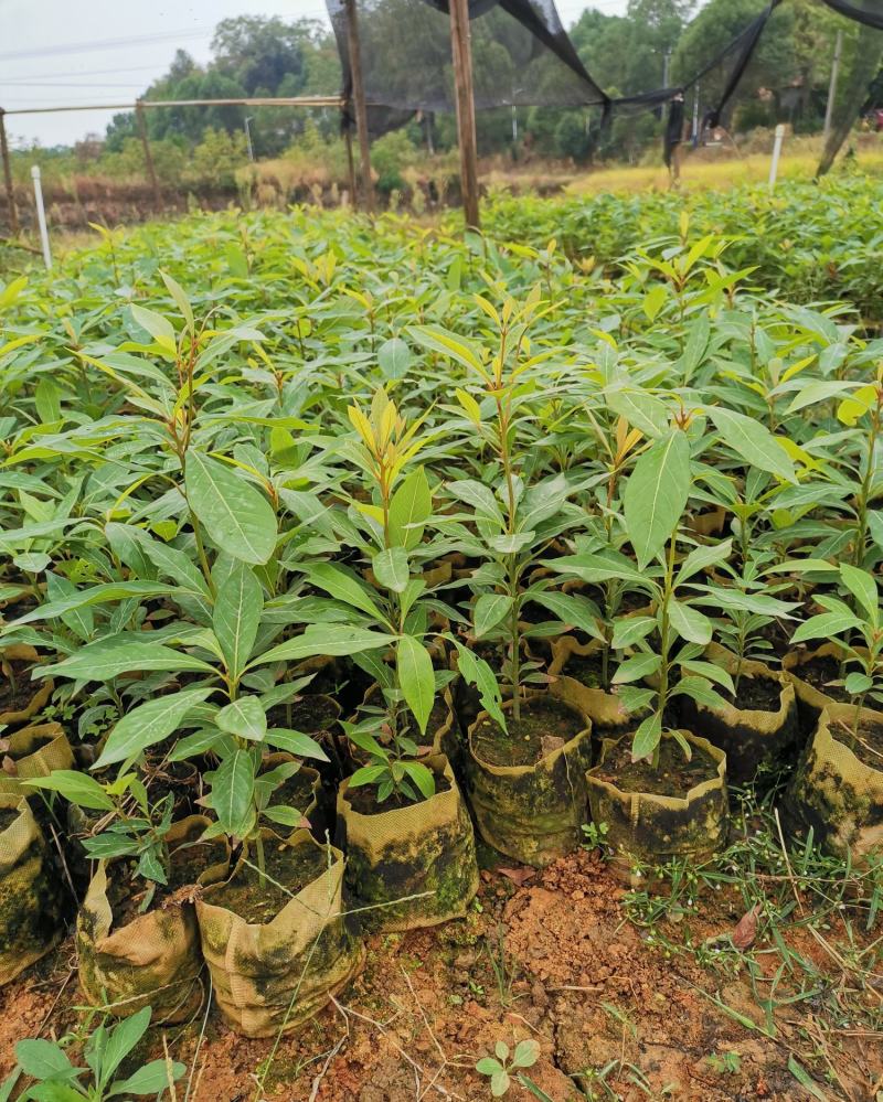 金丝楠木苗庭院种植正宗金丝楠树苗珍贵名木小叶桢楠苗