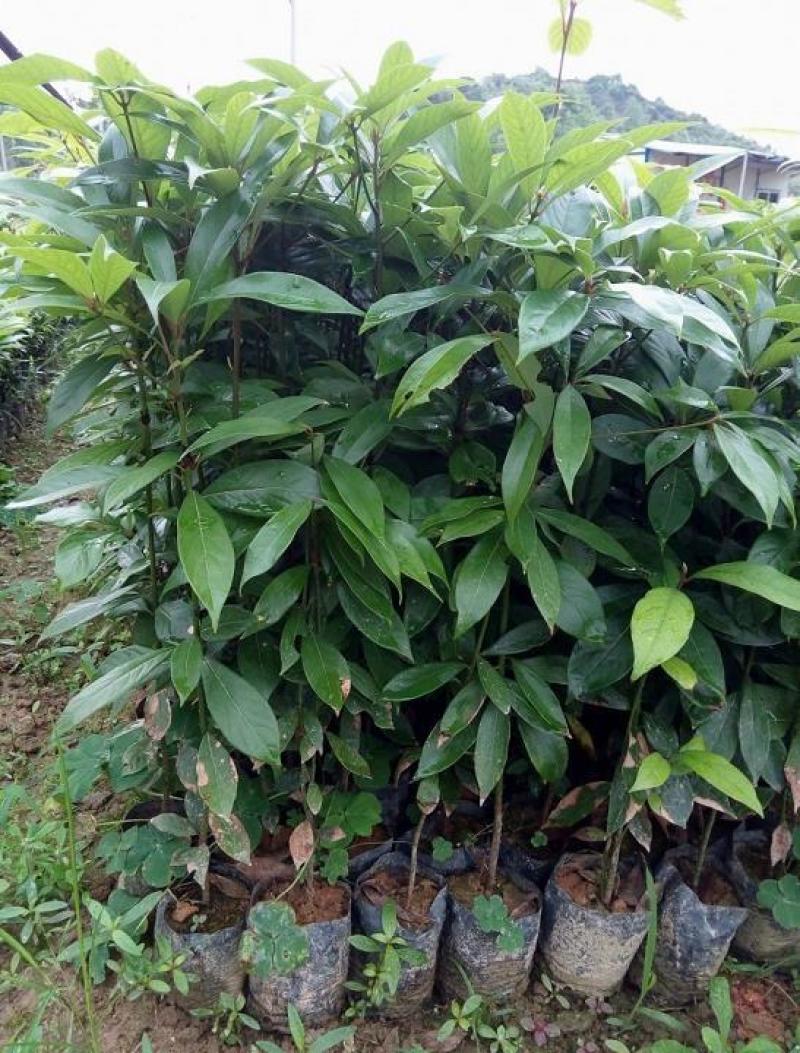 金丝楠木苗庭院种植正宗金丝楠树苗珍贵名木小叶桢楠苗